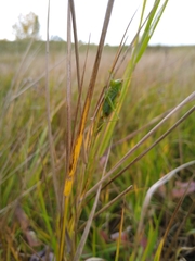 Orchelimum gladiator