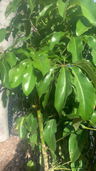 Heptapleurum actinophyllum