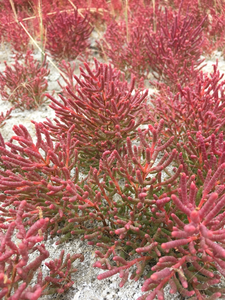 red glasswort