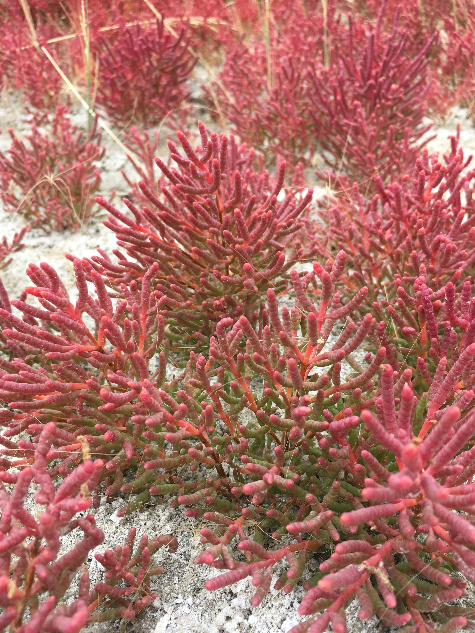 Salicornia rubra