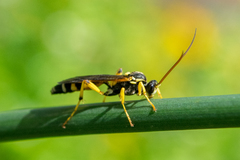 Ichneumon ambulatorius