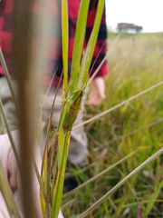 Orchelimum gladiator