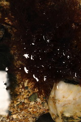 Cladophora rupestris