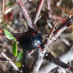 Chrysolina kuesteri