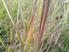 Orchelimum gladiator