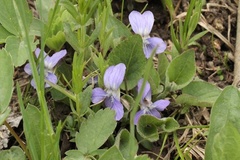Viola
