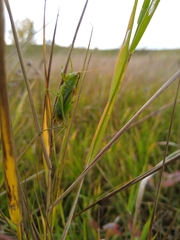 Orchelimum gladiator