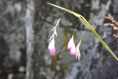 Dierama pulcherrimum