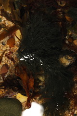 Cladophora rupestris