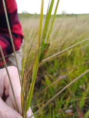 Orchelimum gladiator