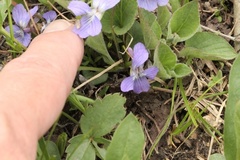 Viola