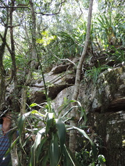 Dracaena aletriformis