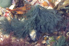 Cladophora rupestris