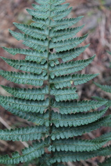 Polystichum hartwegii