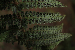 Polystichum hartwegii