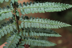 Polystichum hartwegii