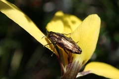 Diphucrania acuducta