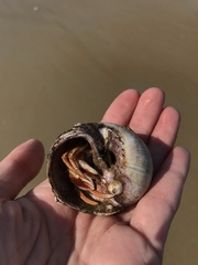 Pagurus acadianus
