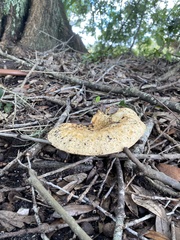 Media resource of Cerioporus squamosus