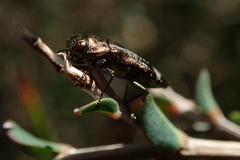 Diphucrania acuducta