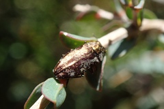 Diphucrania acuducta