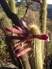 Cleistocactus buchtienii