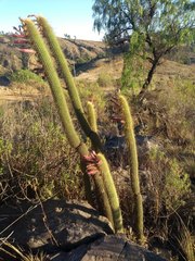 Cleistocactus buchtienii
