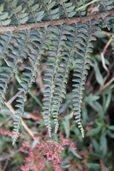 Polystichum paramicola