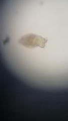 Philodinidae