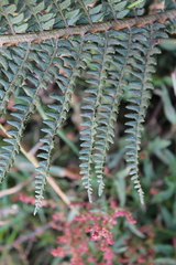 Polystichum paramicola