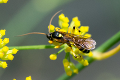 Ichneumon ambulatorius