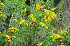 Danaus plexippus