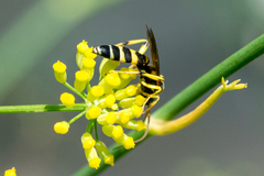 Ichneumon ambulatorius