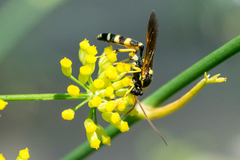 Ichneumon ambulatorius