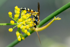 Ichneumon ambulatorius