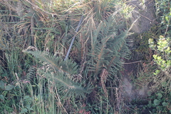 Polystichum paramicola