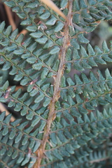 Polystichum paramicola