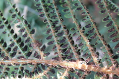 Polystichum paramicola