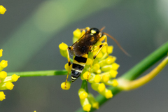 Ichneumon ambulatorius