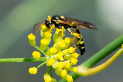 Ichneumon ambulatorius