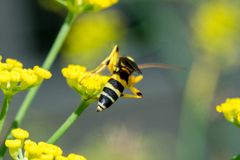 Ichneumon ambulatorius