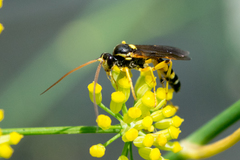 Ichneumon ambulatorius