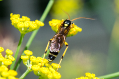 Ichneumon ambulatorius