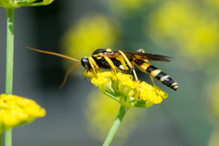 Ichneumon ambulatorius