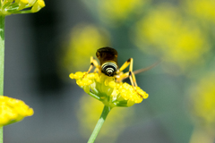 Ichneumon ambulatorius