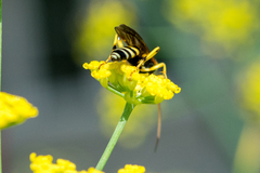 Ichneumon ambulatorius
