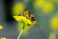 Ichneumon ambulatorius