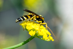 Ichneumon ambulatorius