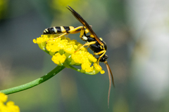 Ichneumon ambulatorius