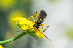 Ichneumon ambulatorius